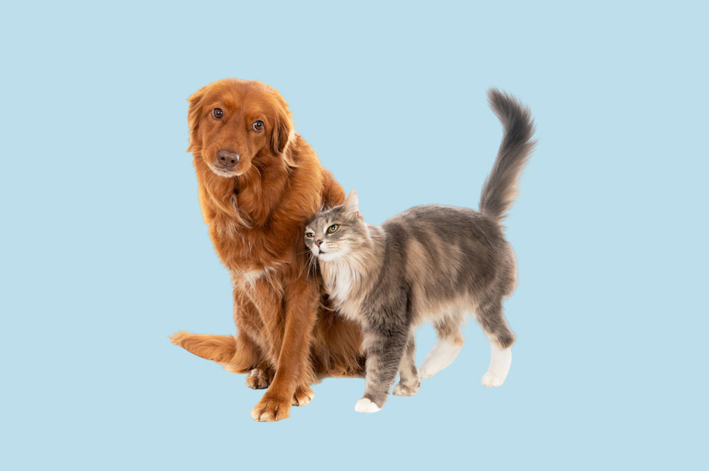 Pet Care